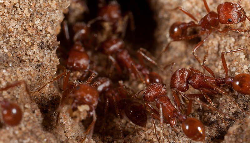 Красный муравей-жнец