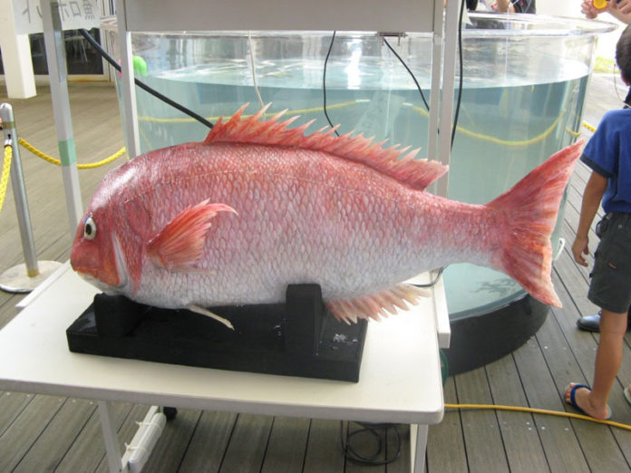 В университете MIT создали робота-рыбу